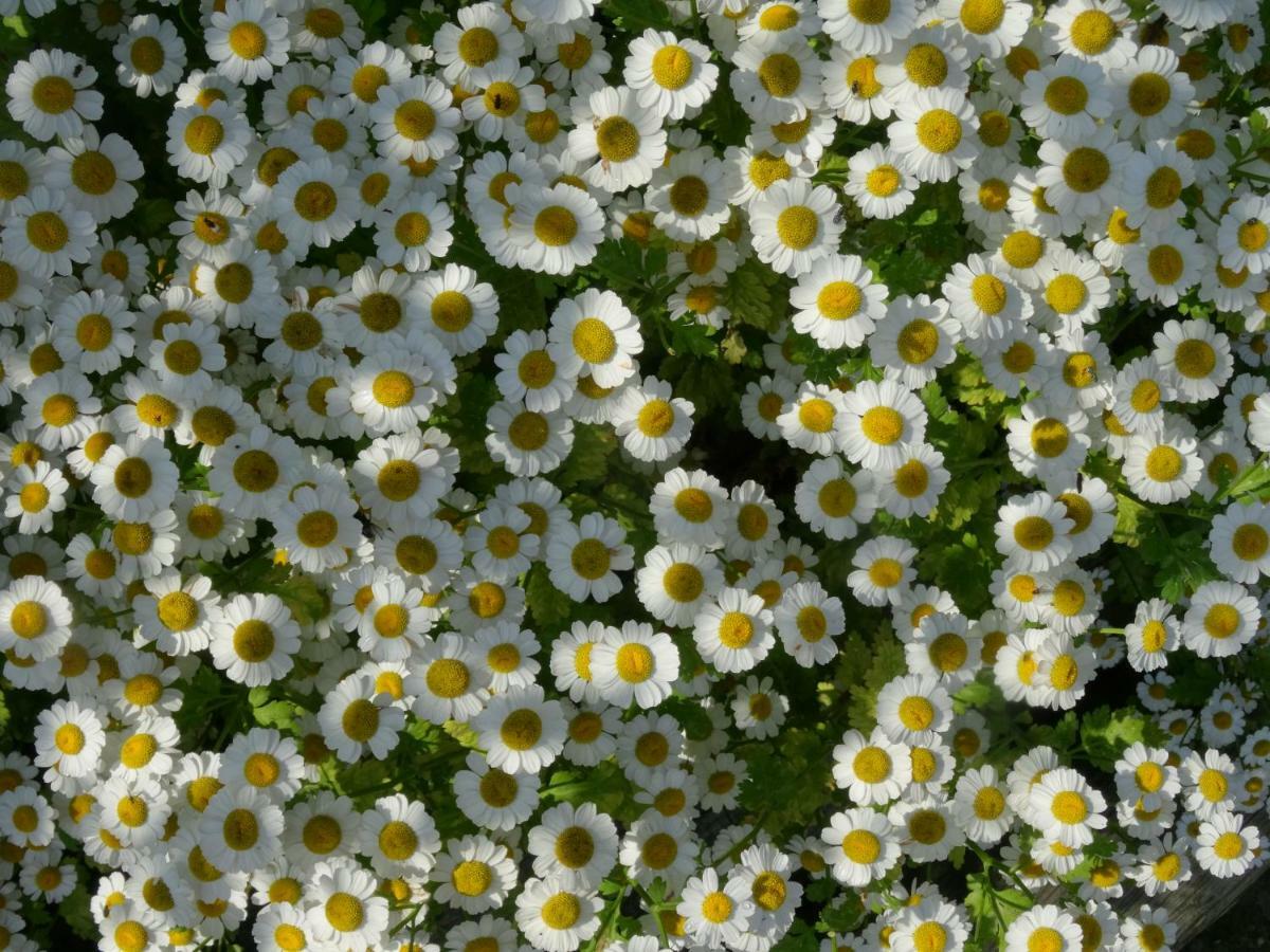 De Molenkreek Villa Sint-Margriete Dış mekan fotoğraf